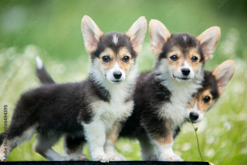 corgi puppies corgi puppies