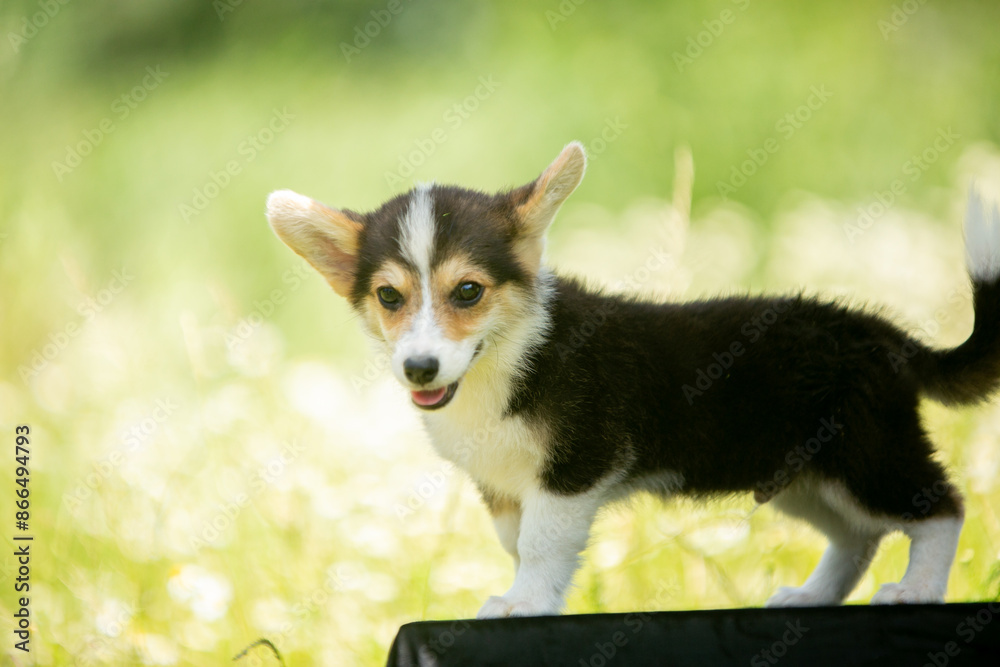 Corgi puppies playing Corgi puppies playing