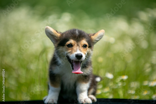 Corgi puppies playing