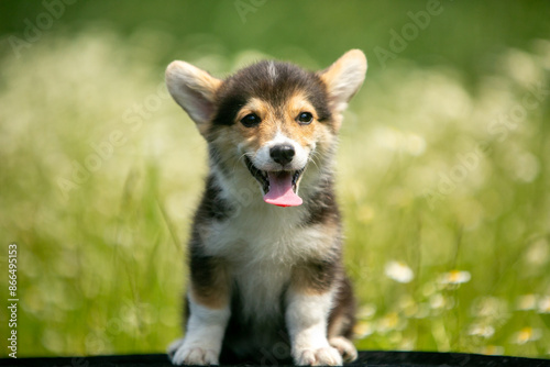 Corgi puppies playing