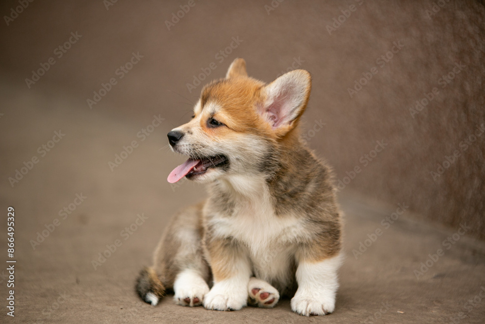 Corgi puppies playing