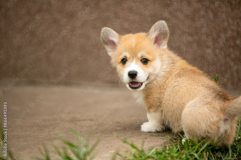 Obraz premium Corgi puppies playing