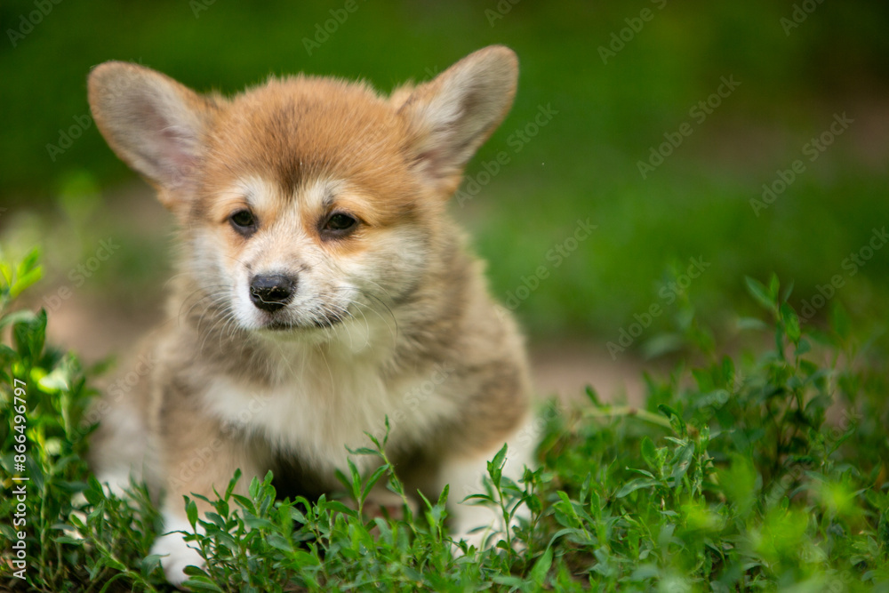 pembroke corgi puppies