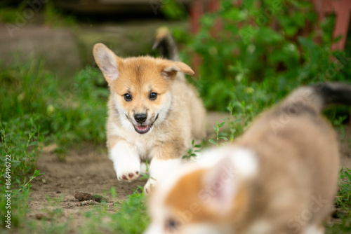 pembroke corgi puppies