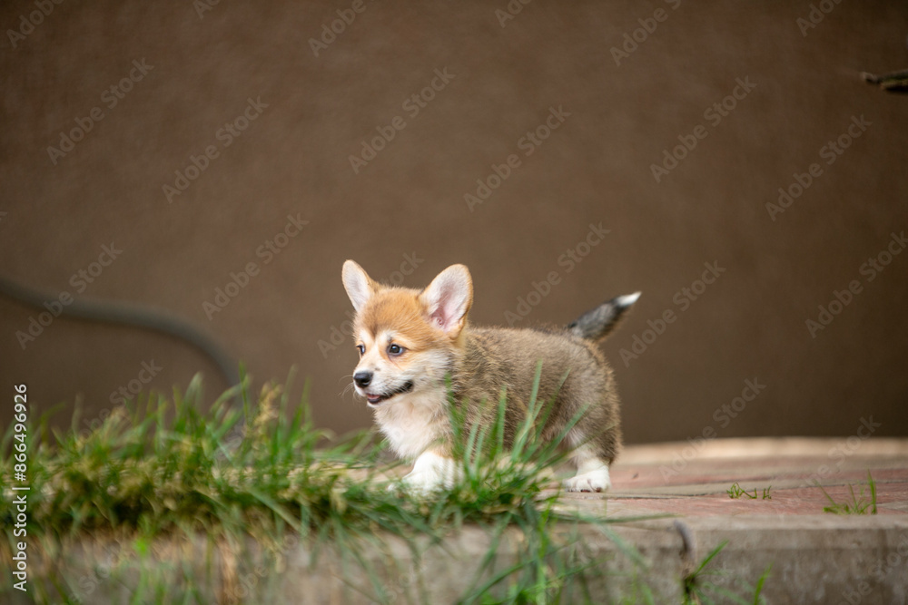 pembroke corgi puppies pembroke corgi puppies