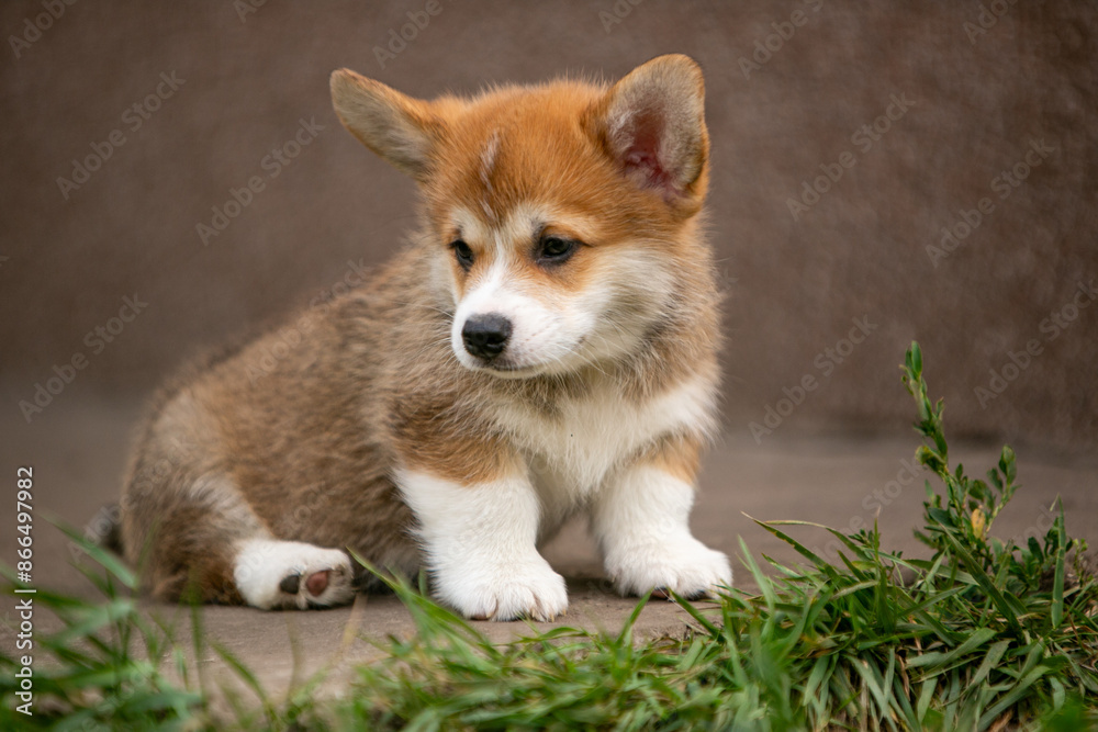 beautiful corgi puppy beautiful corgi puppy