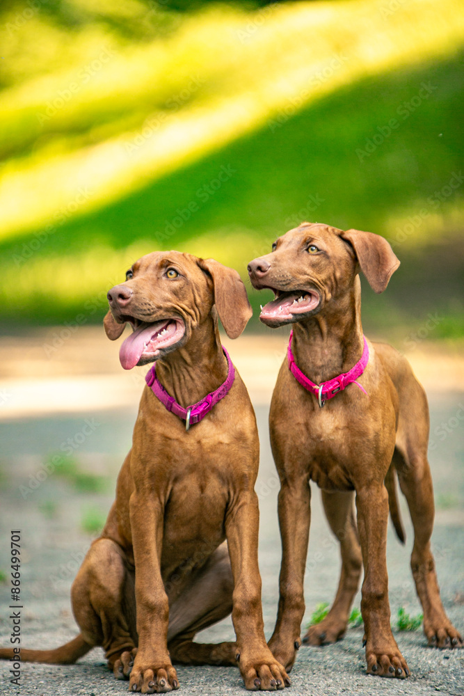 Ridgeback puppies in the park Ridgeback puppies in the park