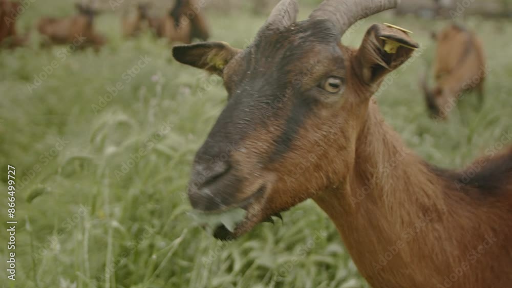 A close-up of a horned goat in a green field, highlighting natural farm life and animal grazing in a rural setting. A close-up of a horned goat in a green field, highlighting natural farm life and animal grazing in a rural setting.
