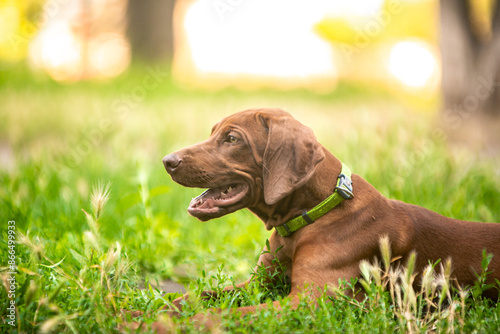 Ridgeback puppies in the park