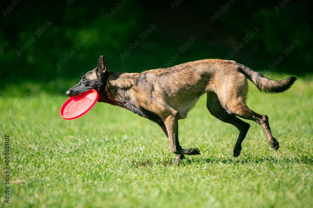 malinois and frisbee on a green meadow malinois and frisbee on a green meadow