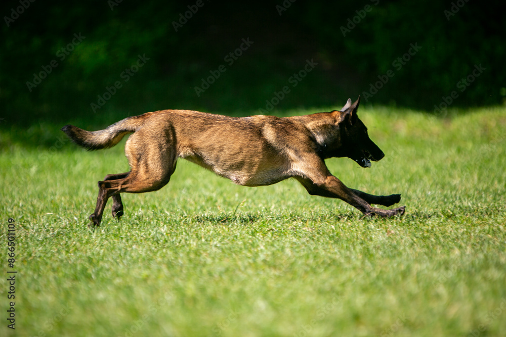 malinois and frisbee on a green meadow malinois and frisbee on a green meadow