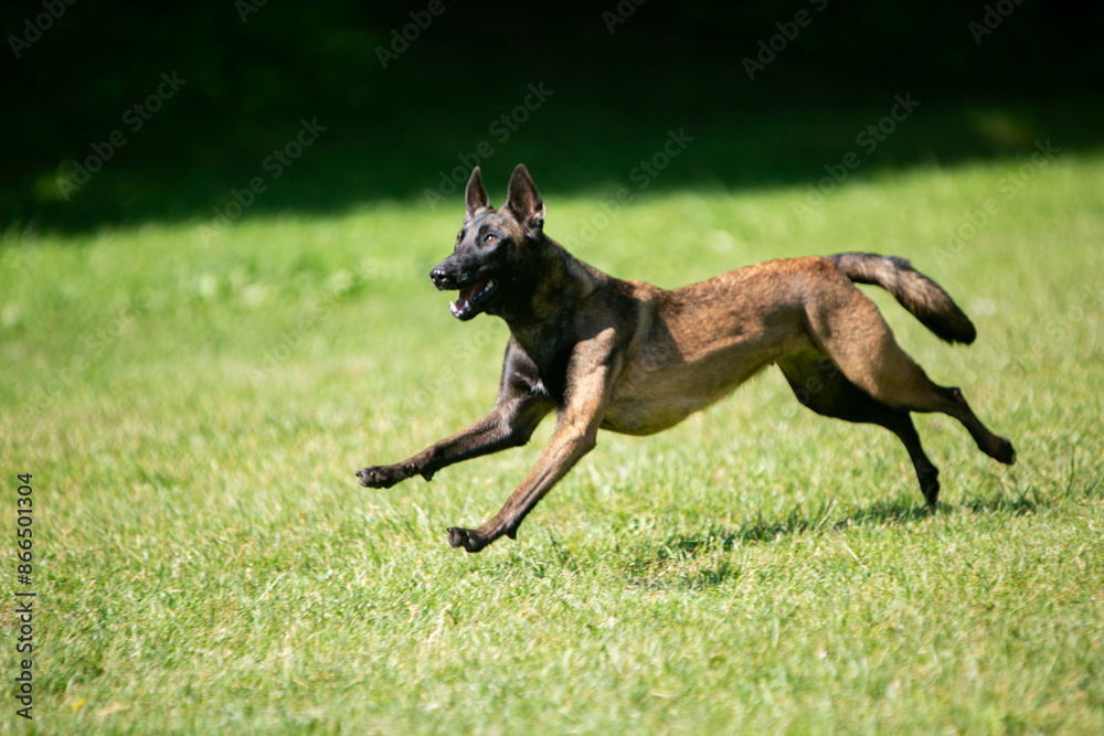 malinois and frisbee on a green meadow malinois and frisbee on a green meadow