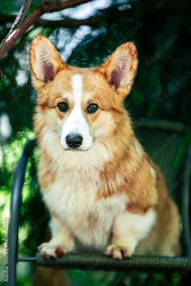 Red corgi on a green background Red corgi on a green background