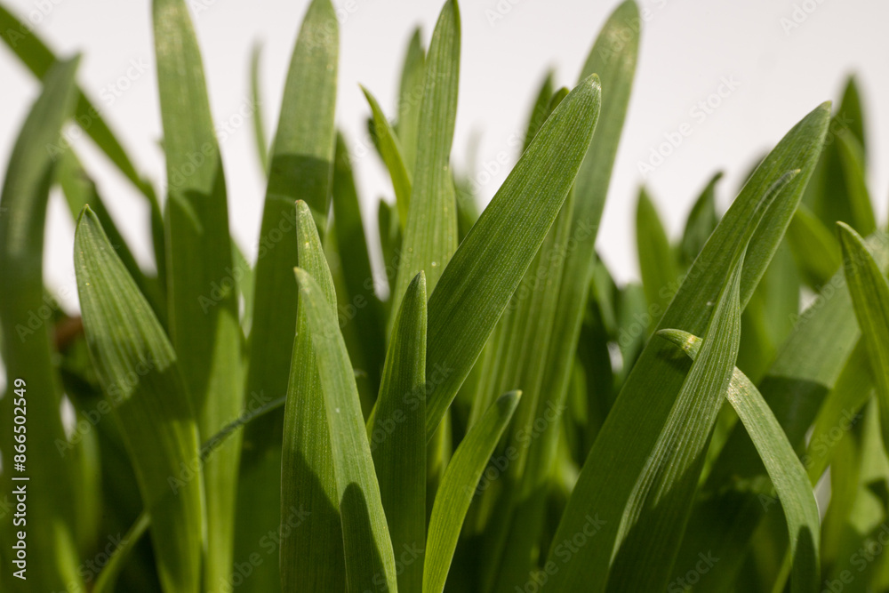 Young lush green grass on white, black and brown background. Studio photo. Wheat sprouts. Animal feed Young lush green grass on white, black and brown background. Studio photo. Wheat sprouts. Animal feed