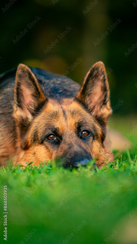 Naklejka premium german shepherd dog