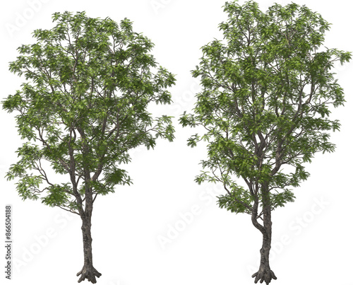 yopo, jopo, cohoba, parica or calcium trees detailed arch viz cut out plants photo