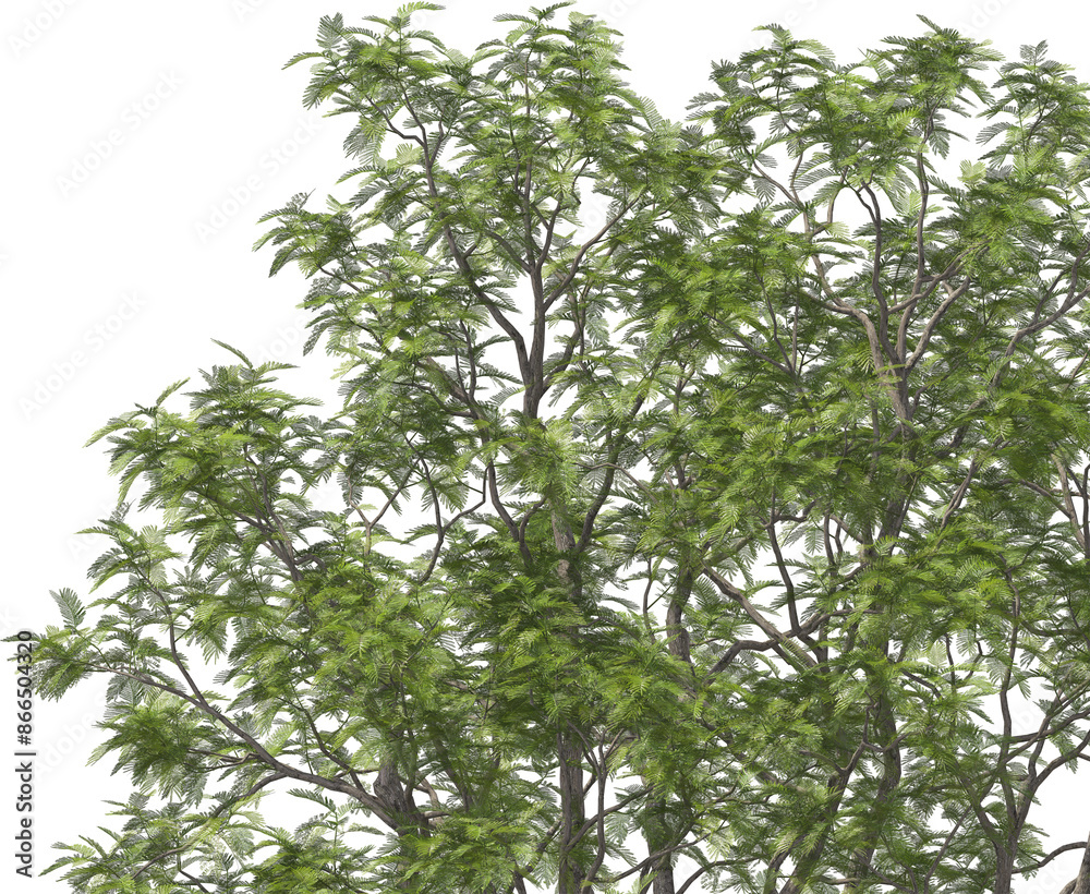 tree top, yopo, jopo, cohoba, parica or calcium trees detailed arch viz cut out plant tree top, yopo, jopo, cohoba, parica or calcium trees detailed arch viz cut out plant