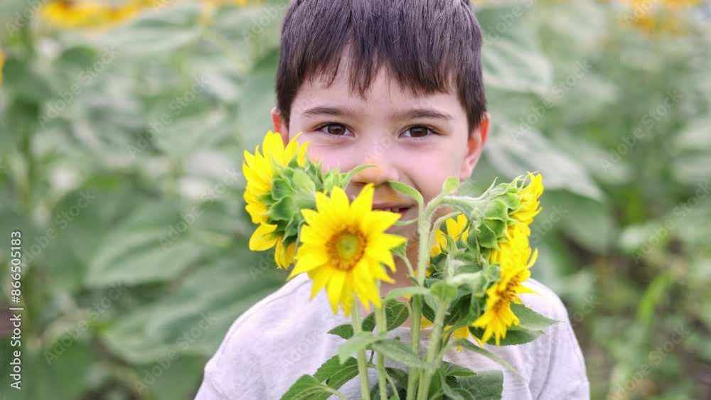 cute boy in sunflowers field.kid with flowers covering eyes,holding a bouquet.child is smiling.preschooler smell plant,nose dirty of pollen.summer harvest cute boy in sunflowers field.kid with flowers covering eyes,holding a bouquet.child is smiling.preschooler smell plant,nose dirty of pollen.summer harvest