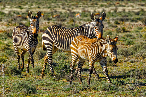 Cape Mountain Zebra family with a juvenile foal in the Karoo National Park, Western Cape, South Africa