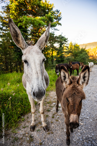 donkey in the forest looking to the camera