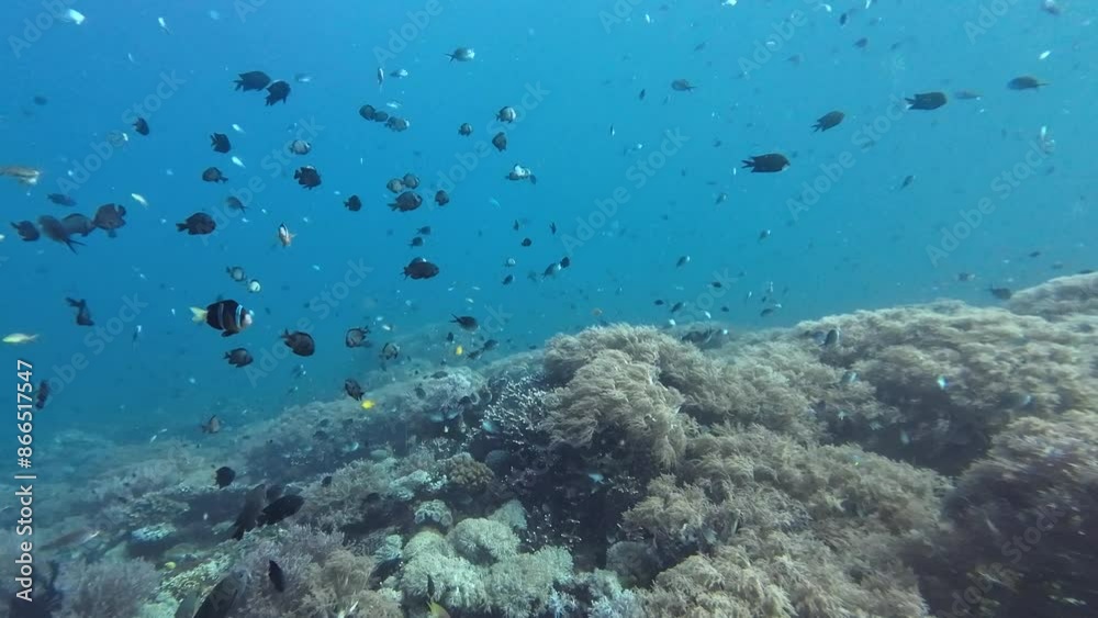Coral reef with fish. Coral reef in a tropical sea underwater. Small tropical fish swim among the corals at shallow depths. Hard and soft corals at the bottom of the sea. Coral reef with fish. Coral reef in a tropical sea underwater. Small tropical fish swim among the corals at shallow depths. Hard and soft corals at the bottom of the sea.