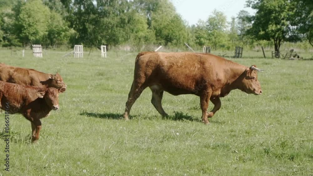 The horned mother cow of the Limousine breed walks through the meadow to the pasture and leads her offspring. The calves obediently follow the cow. Livestock on free-range grazing. The horned mother cow of the Limousine breed walks through the meadow to the pasture and leads her offspring. The calves obediently follow the cow. Livestock on free-range grazing.