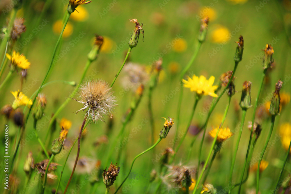 Habichtskraut blüte verblüht samen Habichtskraut blüte verblüht samen