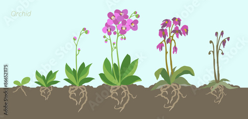 Orchid Growth Stages Vector Illustration. In the soil with roots. Caring for house plants. Flower lifecycle.