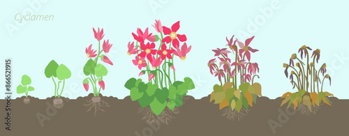 Vector Illustration of Cyclamen Growth Stages. In the soil with roots. Caring for house plants. Flower lifecycle.