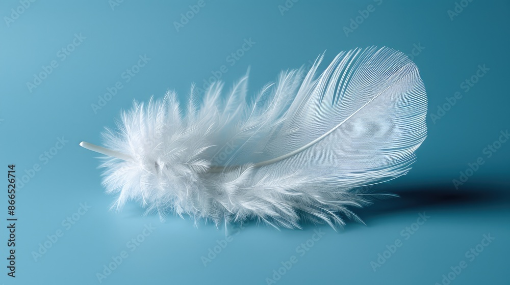 Obraz premium white feather on blue background HD 8K wallpaper Stock Photographic Image 