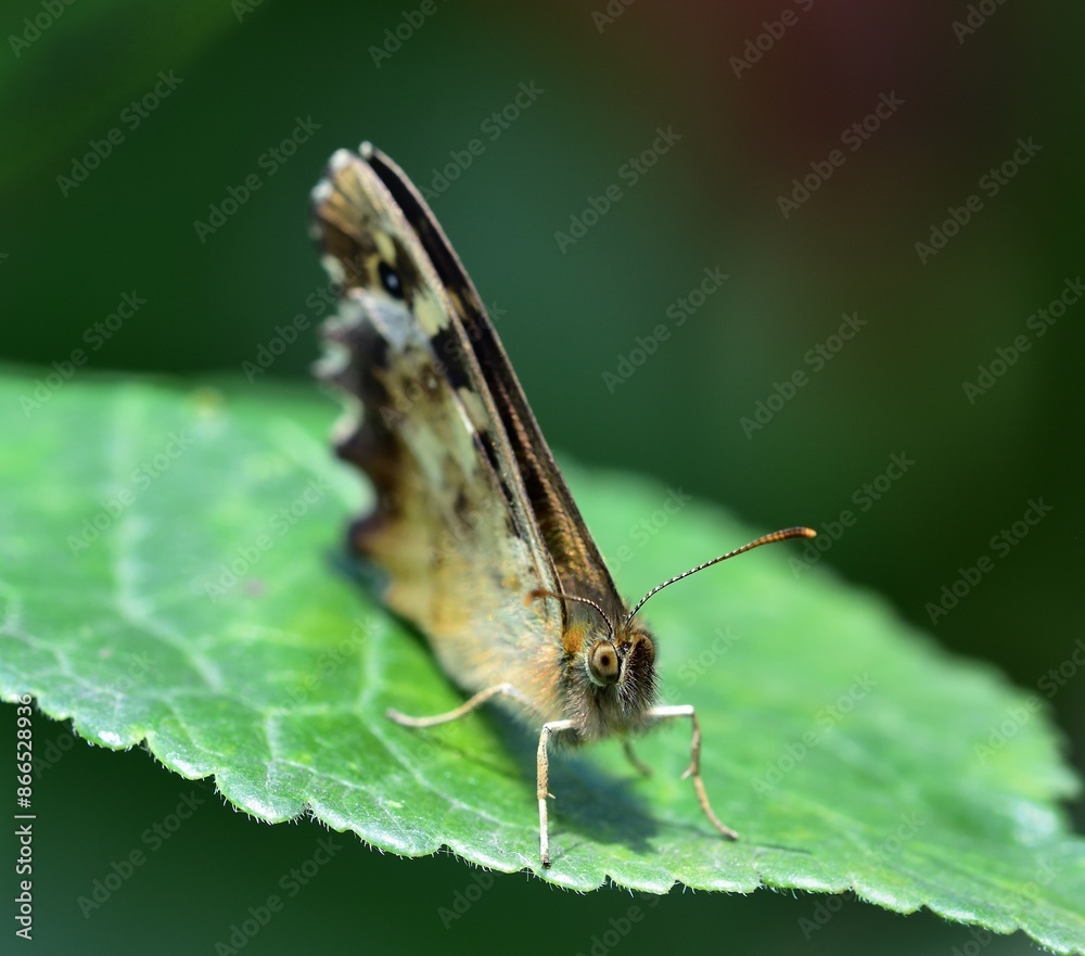 Speckled Wood enjoying the sun whilst resting Speckled Wood enjoying the sun whilst resting