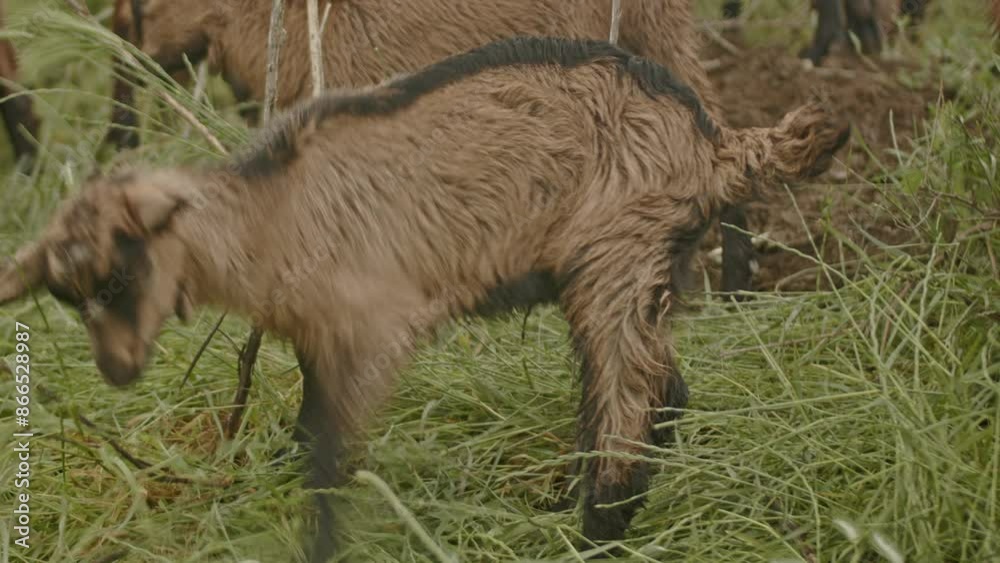 A close-up of a young goat standing in a lush green field, showcasing its natural surroundings and farm life. A close-up of a young goat standing in a lush green field, showcasing its natural surroundings and farm life.
