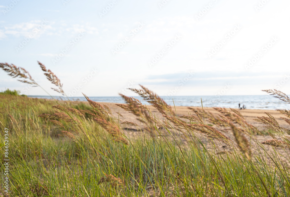 Beautiful summer scenery with a beach grass growing in the sand of Baltic Sea. A beach landscape in Latvia. Beautiful summer scenery with a beach grass growing in the sand of Baltic Sea. A beach landscape in Latvia.