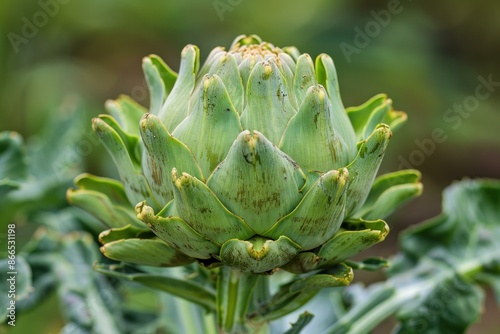 Detailed image showcasing a green artichoke against a soft background in a garden