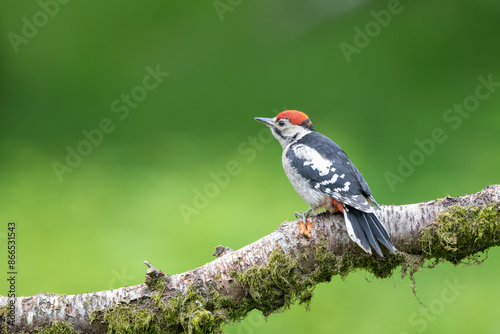 Juvenile Great spotted woodpecker, Dendrocopos major, perched on a branch