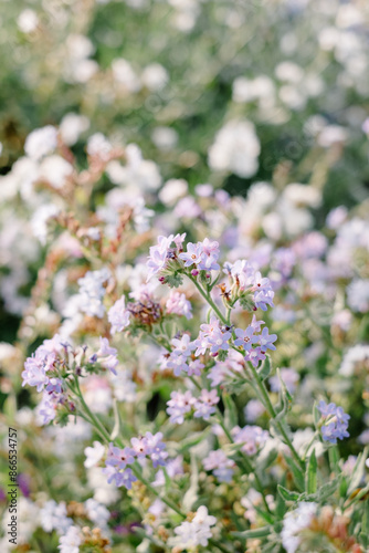 Lilac blooming Anchusa Flowers in field on sunny sunset day in dune landscape.