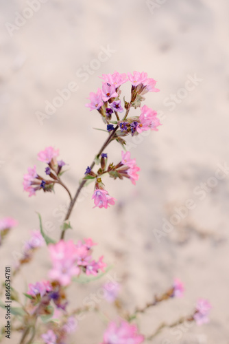 Pink blooming Anchusa Flowers in field on sunny sunset day in dune landscape.