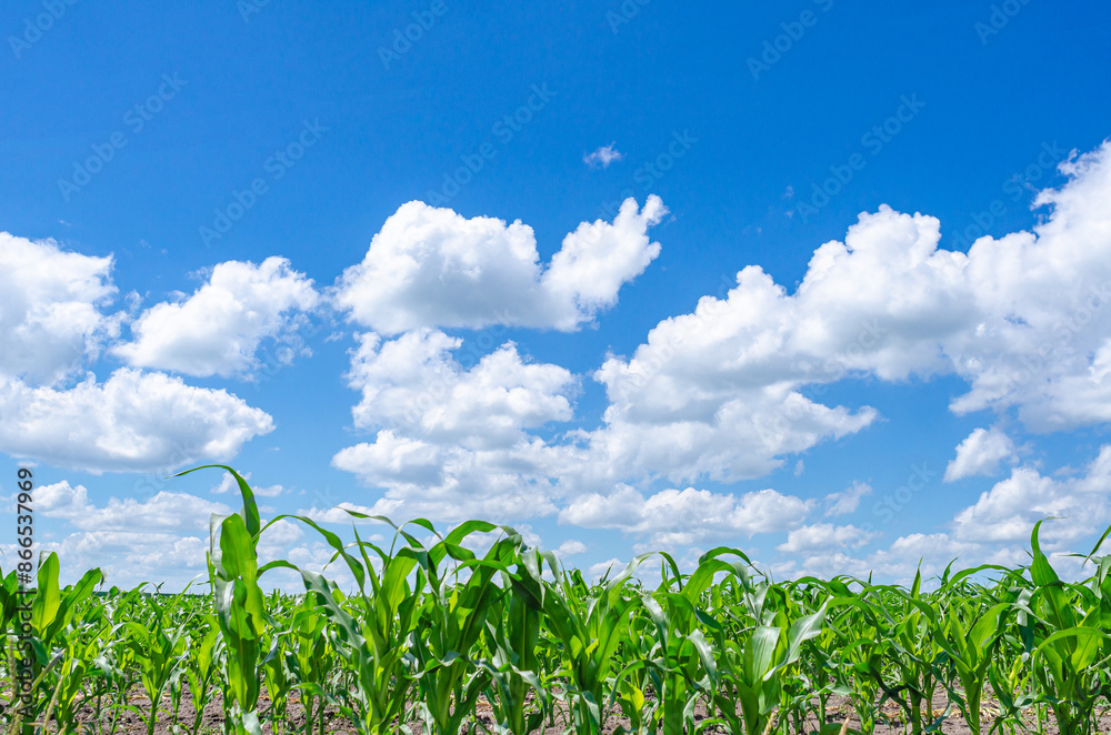 Summer corn field. Tall corn plants in the field, green leaves, stem. Blue sky with white clouds. Summer corn field. Tall corn plants in the field, green leaves, stem. Blue sky with white clouds.