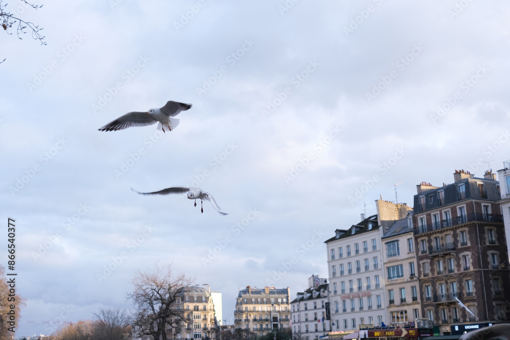 Seagulls reach large cities like Paris by going up rivers in search of food. Seagulls reach large cities like Paris by going up rivers in search of food.