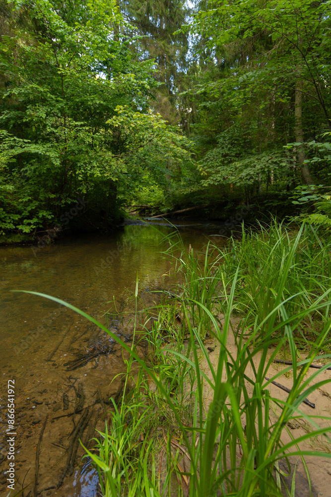 A small river stream flowing through the forest with lush green grass on the banks. Natural scenery of summer in Latvia. A small river stream flowing through the forest with lush green grass on the banks. Natural scenery of summer in Latvia.