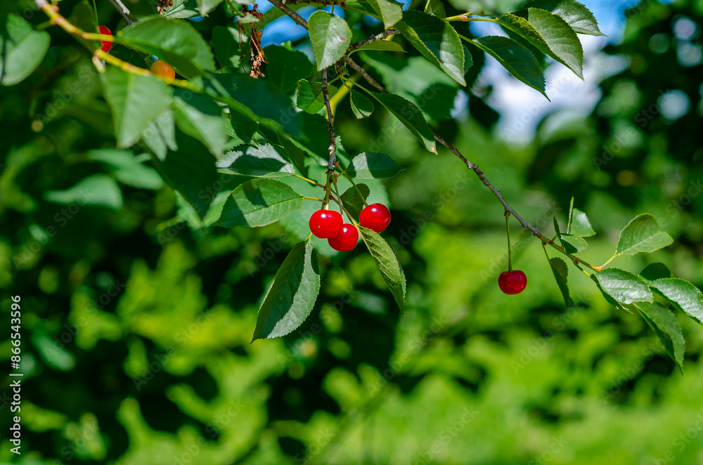 Shiny red cherries on tree with green leaves. Bright summer berries background. Organic food. Blur. Shiny red cherries on tree with green leaves. Bright summer berries background. Organic food. Blur.