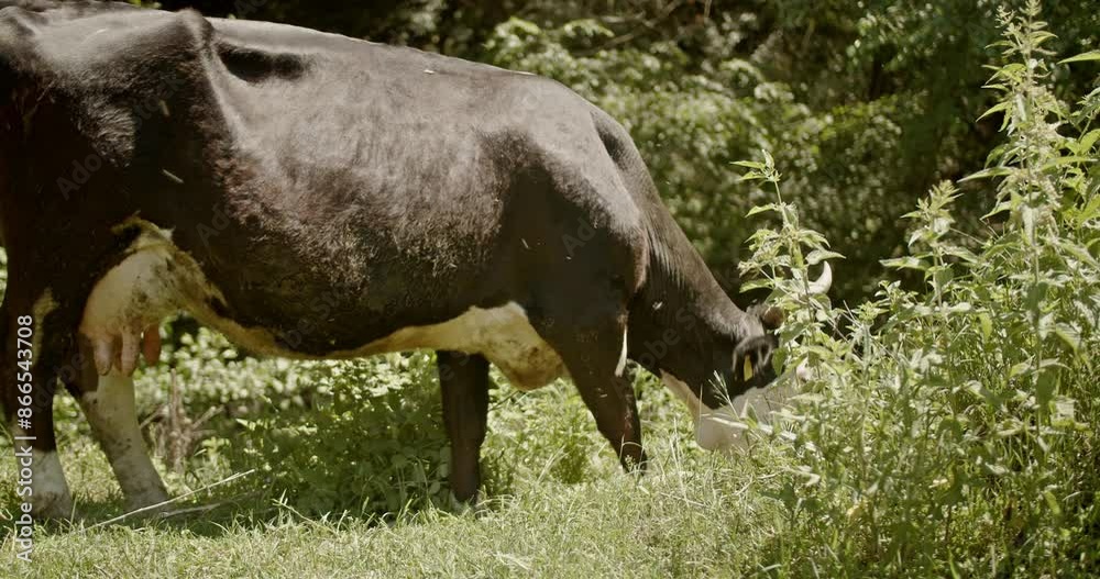 Black, farm cow grazing on lush green grass in natural outdoor setting. Black, farm cow grazing on lush green grass in natural outdoor setting.