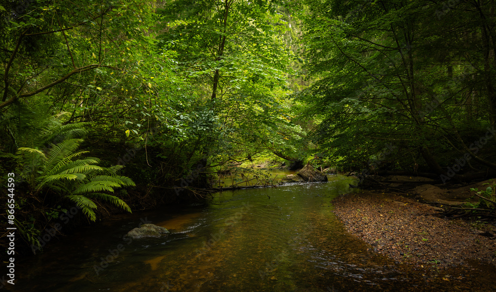 A beautiful small river flowing through the summer forest. Natural scenery of woodlands in Latvia, Northern Europe. A beautiful small river flowing through the summer forest. Natural scenery of woodlands in Latvia, Northern Europe.