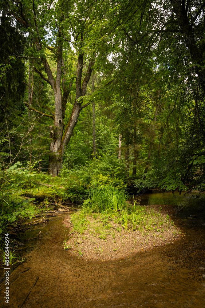 A beautiful small river flowing through the summer forest. Natural scenery of woodlands in Latvia, Northern Europe. A beautiful small river flowing through the summer forest. Natural scenery of woodlands in Latvia, Northern Europe.