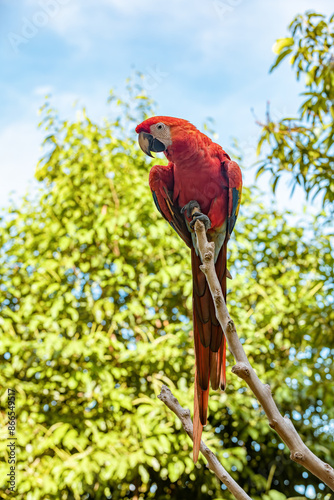 Scarlet macaw (Ara macao) is a large yellow, red and blue Neotropical parrot native to humid evergreen forests of the Americas. Malagana, Bolivar department. Wildlife and birdwatching in Colombia photo