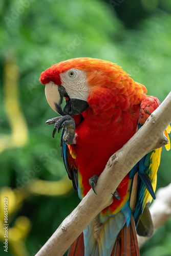 Scarlet macaw (Ara macao) is a large yellow, red and blue Neotropical parrot native to humid evergreen forests of the Americas. Malagana, Bolivar department. Wildlife and birdwatching in Colombia photo