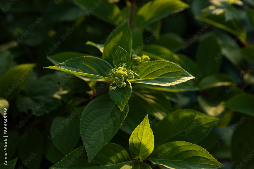 Green spring background with plant growing sun weather nature Green spring background with plant growing sun weather nature