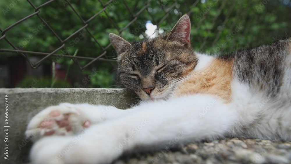 Cat sprawled on the heated tiles slowly closes his eyes and rests in the warm sun. Resting, sleeping, and relaxing. Lifestyle of a pet. 4k video Cat sprawled on the heated tiles slowly closes his eyes and rests in the warm sun. Resting, sleeping, and relaxing. Lifestyle of a pet. 4k video