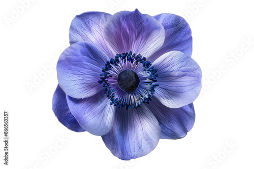 Blue anemone flower isolated on transparent background