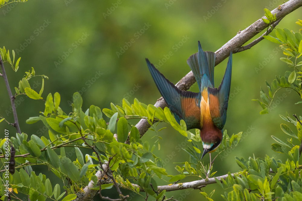 Bienenfresser (Merops apiaster)